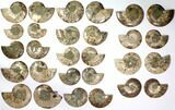 Lot: to Polished Cut/Polished Ammonite - Pairs #116661-2